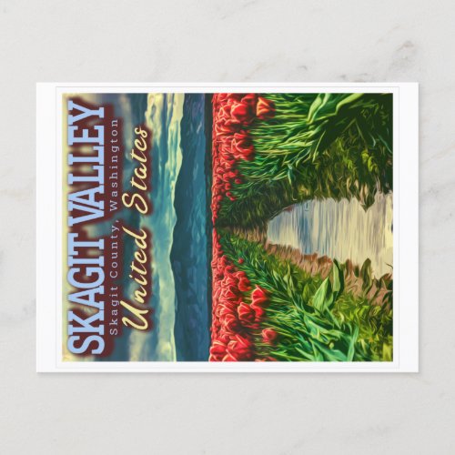 SKAGIT VALLEY _ TULIP FIELDS _ SKAGIT WASHINGTON  POSTCARD