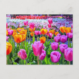 Skagit Valley Tulip Postcard