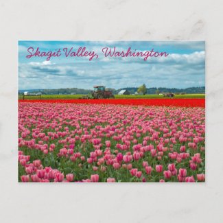 Skagit Valley Tulip Spring