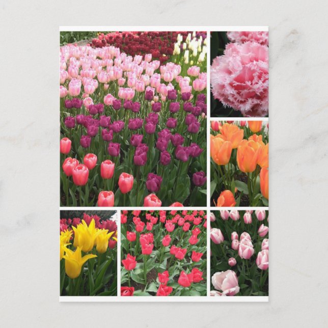 Skagit Valley, WA tulips postcard collage (Front)