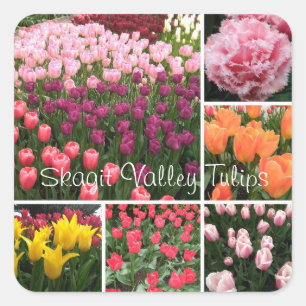 Skagit Valley, WA tulips sticker collage