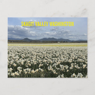 Skagit Valley Washington State Daffodil Field  Postcard