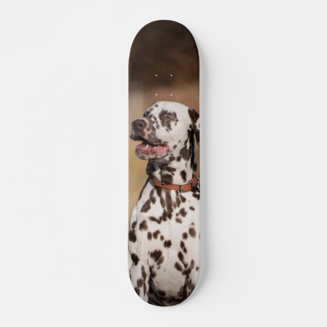 Skateboard Dalmatian Dog Sitting Outside (Front)