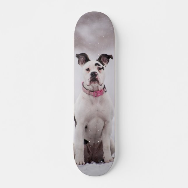 Skateboard Dog Boxer Sitting in the Snow (Front)