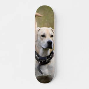 Skateboard Dog Labrador with necklace