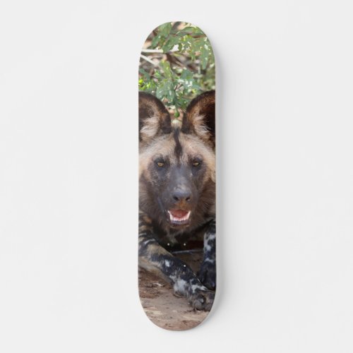 Skateboard Wild dog guarding hunting