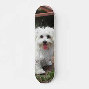 Skating White Small Dog And Fat Skateboard