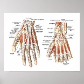 Skeletal Anatomy of the Hand Poster