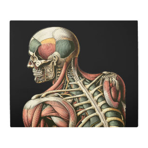 Skeletal Male human anatomy Medical art