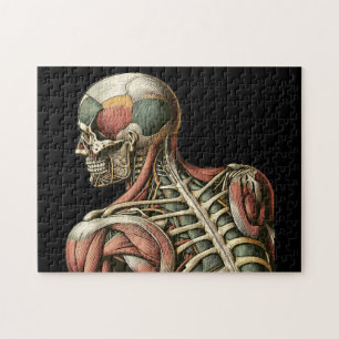 Skeletal Male human anatomy Medical art Jigsaw Puzzle