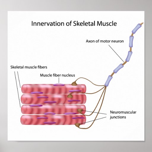 Skeletal muscle innervation Poster | Zazzle