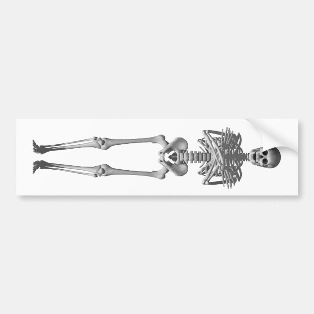 Skeleton 3d Model: Bumper Sticker (Front)
