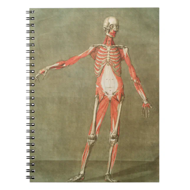 SKELETON ANATOMY BONES BODY GRAVE MUSCLE ANATOMY I NOTEBOOK | Zazzle