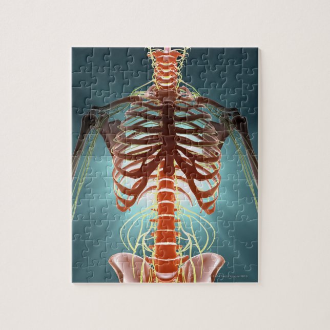 Skeleton and Nerves Jigsaw Puzzle (Vertical)