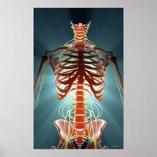 Skeleton and Nerves Poster