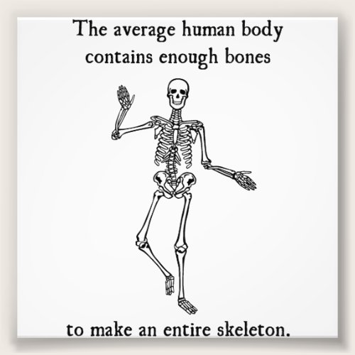 Skeleton Bones in the Average Human Body Photo Print