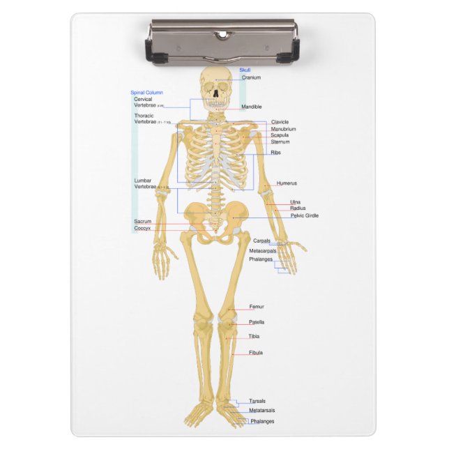Skeleton for Doctors Clipboard (Front)