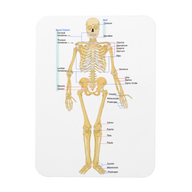 Skeleton for Doctors Magnet (Vertical)