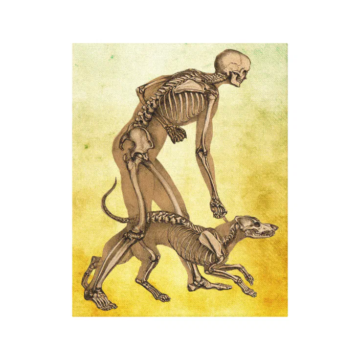 skeleton man and dog human animal anatomy art canvas print | Zazzle
