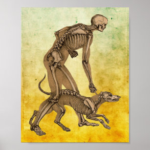 Skeleton of a Dog Vintage Canine Anatomy Print Antique Bones Skeleton Wall  Art Veterinarian and Doctor Gift 