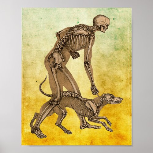 skeleton man and dog human animal anatomy art   poster