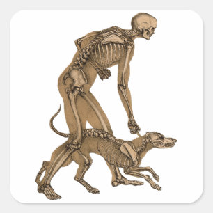 skeleton man and dog human animal anatomy art square sticker