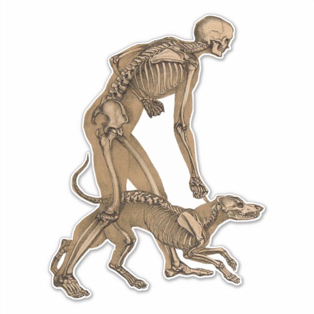 skeleton man and dog human animal anatomy art sticker (Front)