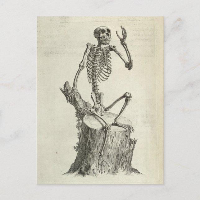 Skeleton Monkey Postcard (Front)
