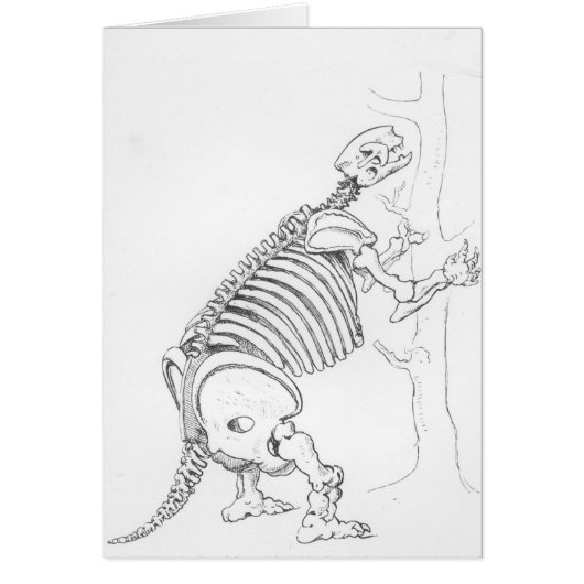 Skeleton of a Mylodon Cards (Front)