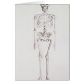 Skeleton of Australopithecus africanus (Front)