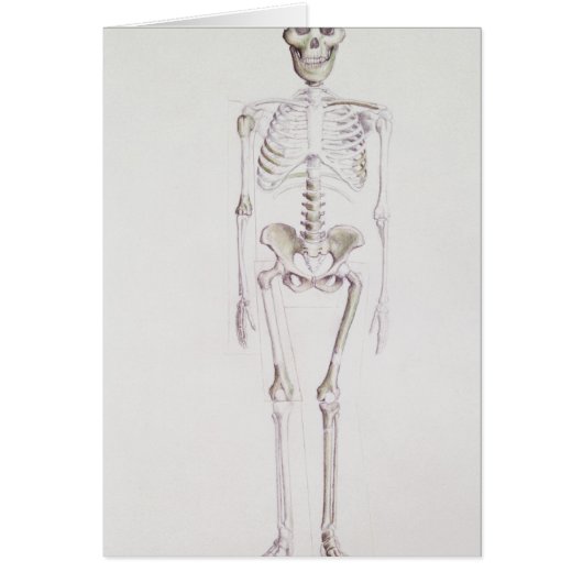 Skeleton of Australopithecus africanus Cards (Front)