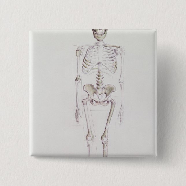 Skeleton of Australopithecus africanus Pinback Button (Front)