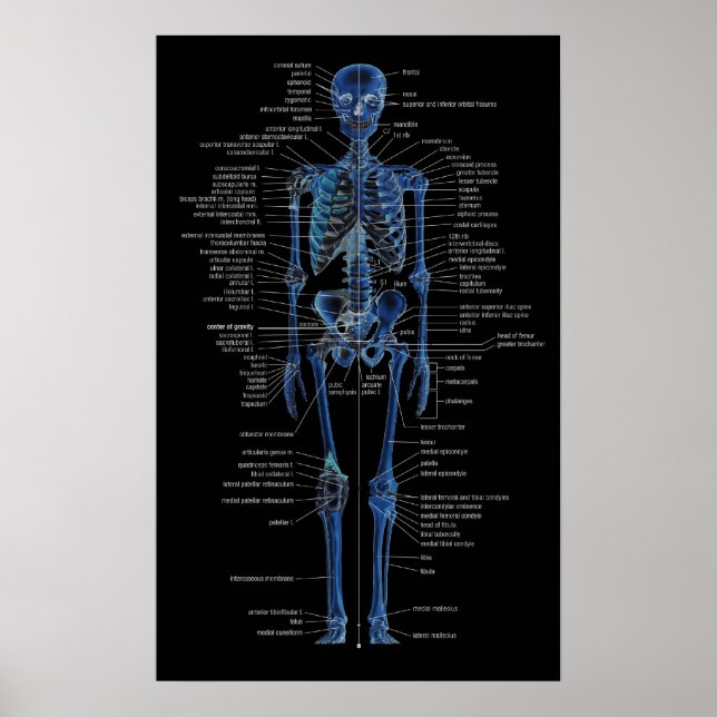 skeleton poster (Front)