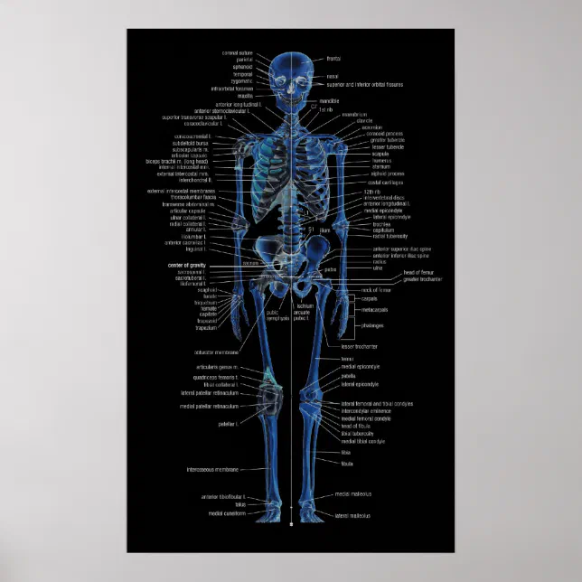 skeleton poster | Zazzle