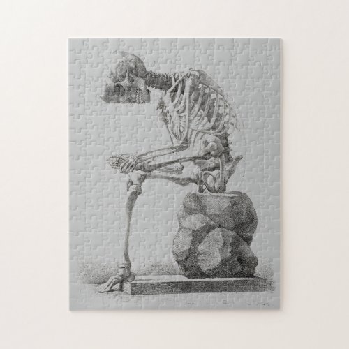 Skeleton Sitting Anatomy Illustraiton Jigsaw Puzzle
