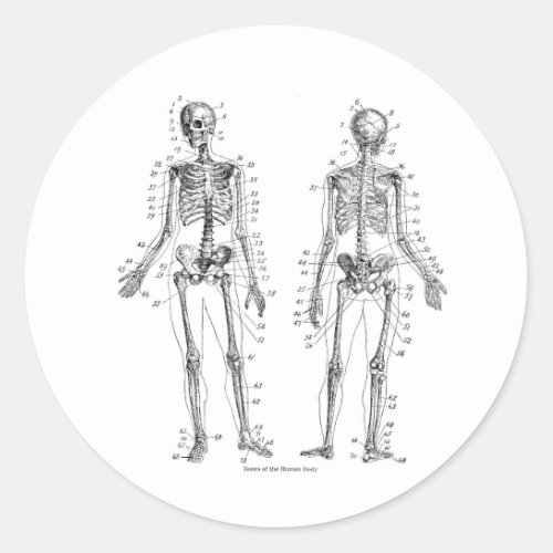 Skeleton Stickers