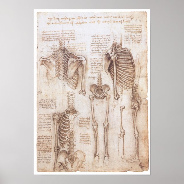 Skeleton Studies, Leonardo Da Vinci, 1510 Poster (Front)