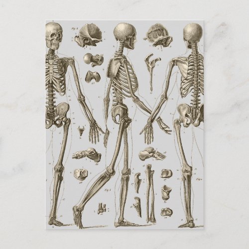 Skeletons from the Brockhaus  Efron Encyclopedia Postcard