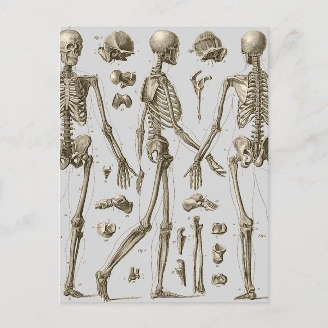 Skeletons from the Brockhaus & Efron Encyclopedia Postcard (Front)