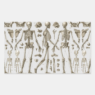 Skeletons from the Brockhaus & Efron Encyclopedia Rectangular Sticker