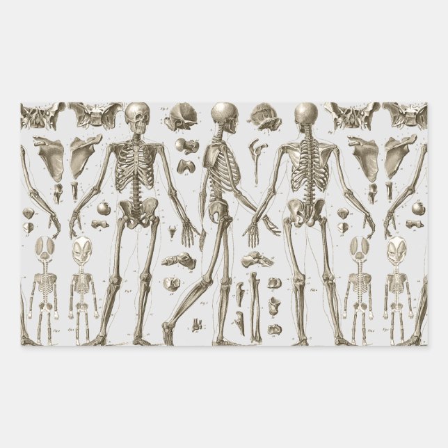 Skeletons from the Brockhaus & Efron Encyclopedia Rectangular Sticker (Front)