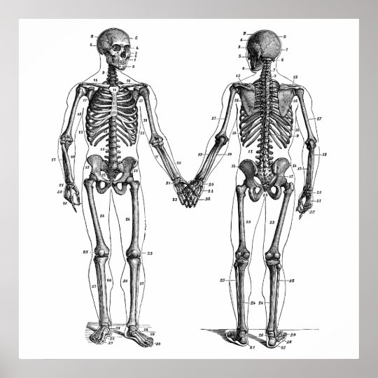 Skeletons Holding Hands, with Bones Numbered Poster | Zazzle.com