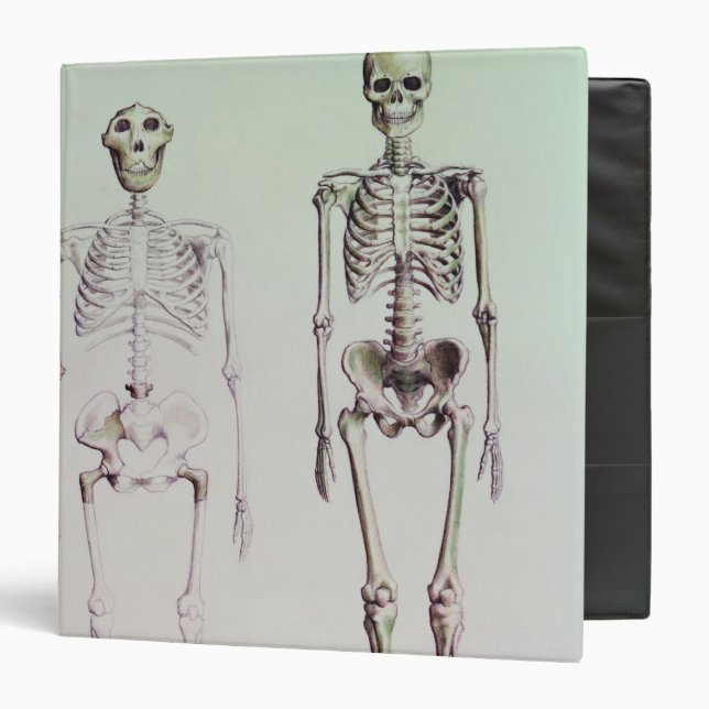 Skeletons of Australopithecus Boisei 3 Ring Binder (Front/Inside)