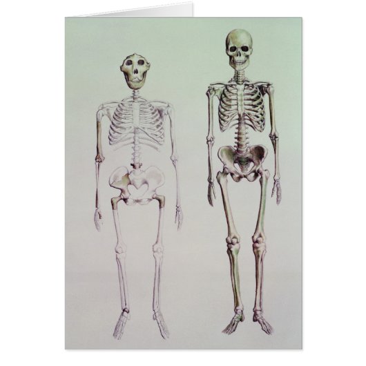 Skeletons of Australopithecus Boisei Cards (Front)