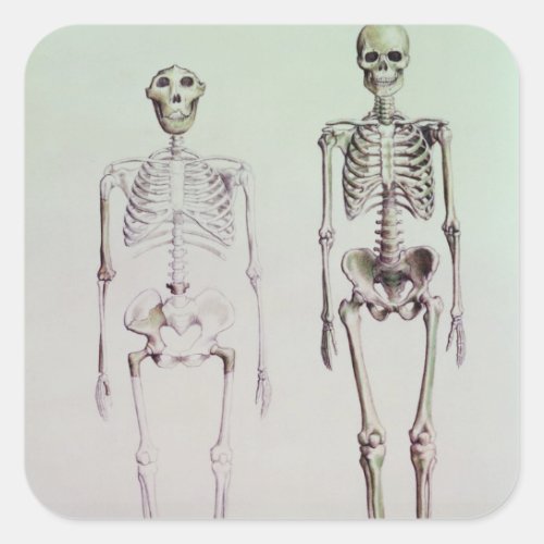 Skeletons of Australopithecus Boisei Square Sticker