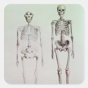 Skeletons of Australopithecus Boisei Square Sticker