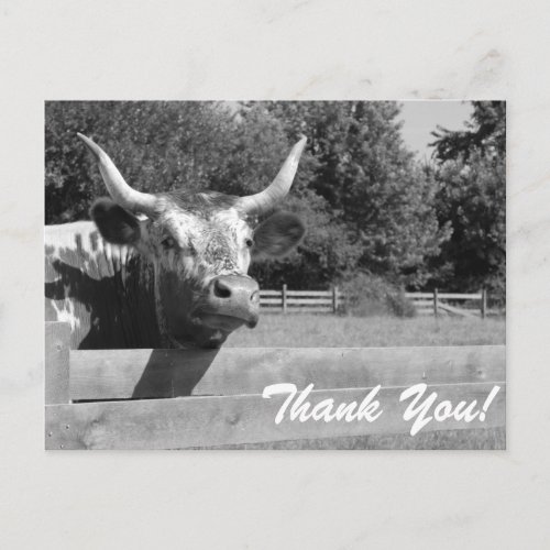 Skeptical Cow Thank You Postcard
