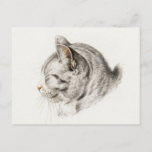 Sketch of a cat with a pinkish nose postcard