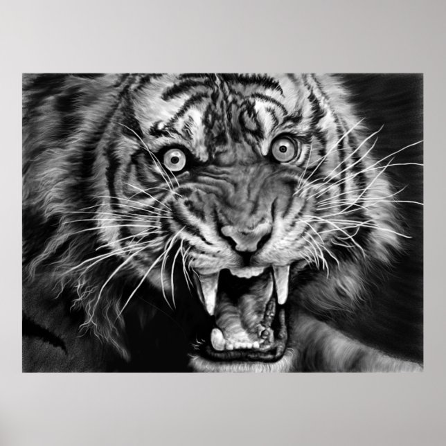 Sketch of a wild tiger in black and whiteblack,whi poster (Front)
