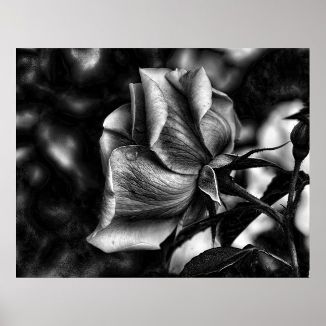 sketch of rose in black & white poster (Front)